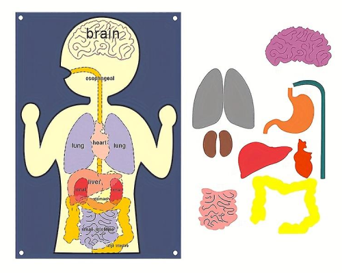 Felt Human Body Learning Board